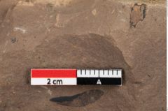Foto (Detailansicht) von Pinus hepios Unger (NHMW-GEO-2024-0188-0223)